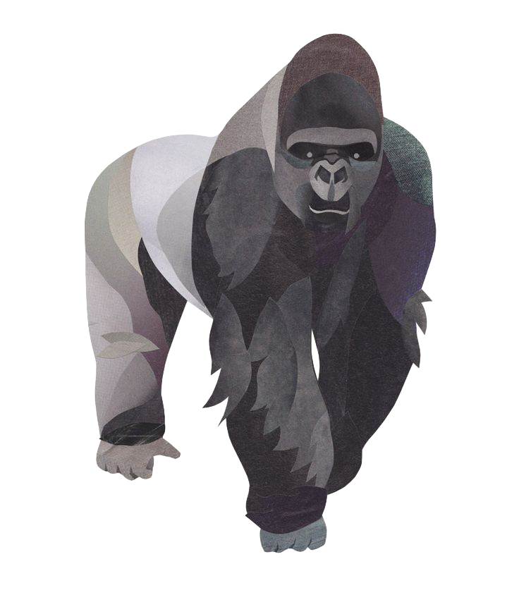 africa gorilla silverback illustration