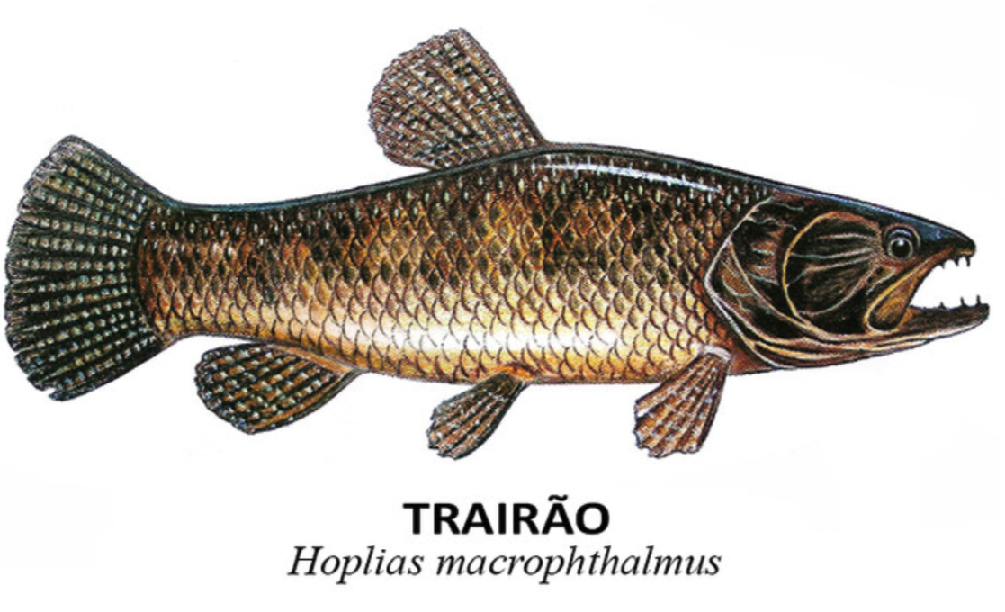 peixes trairao hoplias macrophthalmus